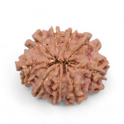 9-Mukhi-Rudraksha-Nepal-27-Back