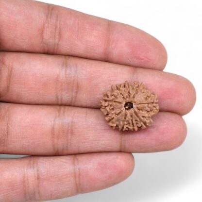 9-Mukhi-Rudraksha-Nepal-27-Hand