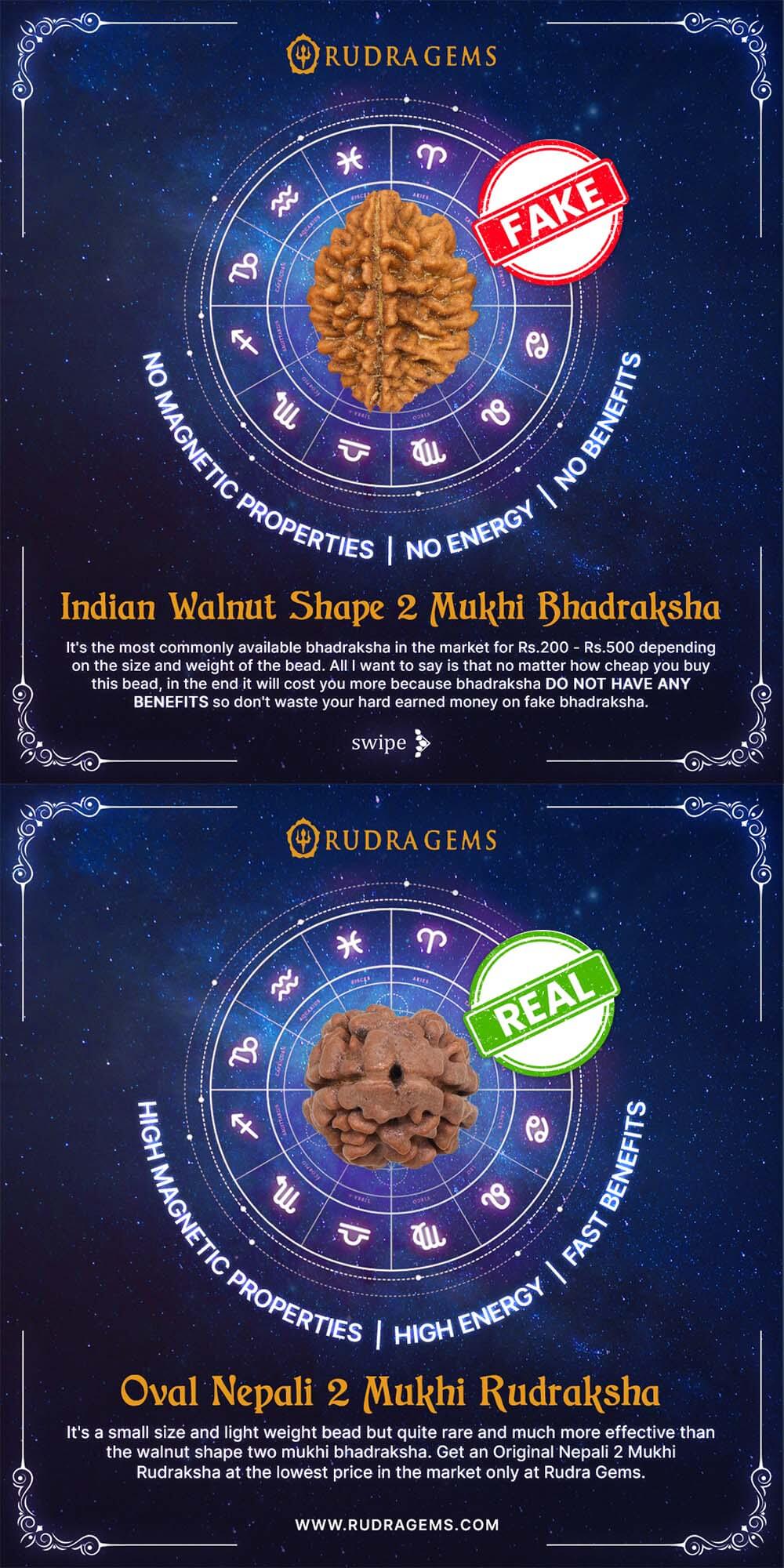 Two Mukhi Bhadraksha