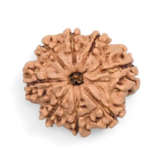 8-Mukhi-Rudraksha-Nepal-32
