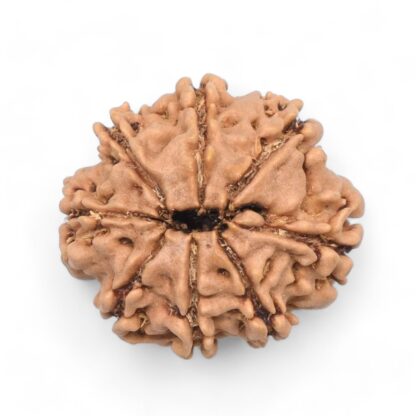 8-Mukhi-Rudraksha-Nepal-32-Back
