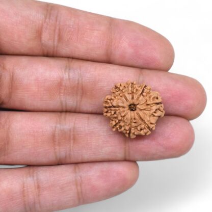8-Mukhi-Rudraksha-Nepal-32-Hand