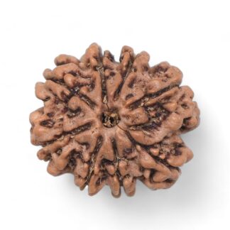 8-Mukhi-Rudraksha-Nepal-33