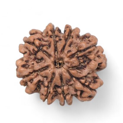 8-Mukhi-Rudraksha-Nepal-33