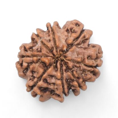 8-Mukhi-Rudraksha-Nepal-33-Back