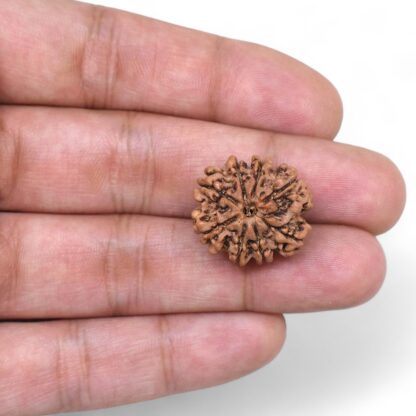 8-Mukhi-Rudraksha-Nepal-33-Hand