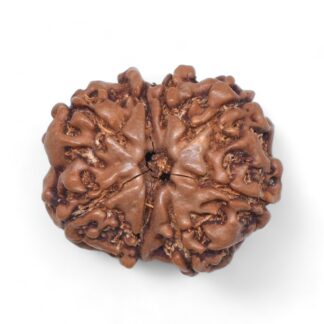8-Mukhi-Rudraksha-Nepal-34