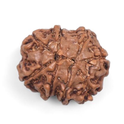 8-Mukhi-Rudraksha-Nepal-34-Back