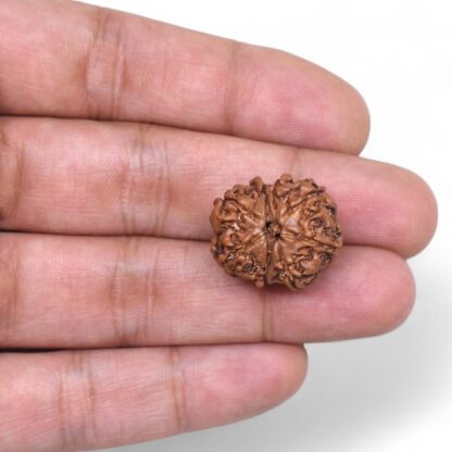 8-Mukhi-Rudraksha-Nepal-34-Hand