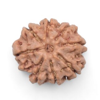 8-Mukhi-Rudraksha-Nepal-37