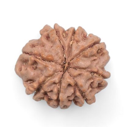 8-Mukhi-Rudraksha-Nepal-37-Back