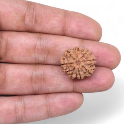 8-Mukhi-Rudraksha-Nepal-37-Hand