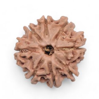 8-Mukhi-Rudraksha-Nepal-38