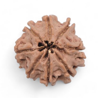 8-Mukhi-Rudraksha-Nepal-38-Back