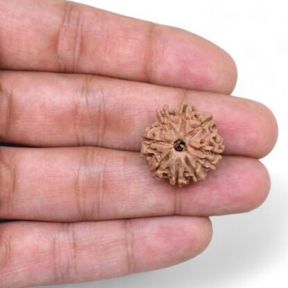 8-Mukhi-Rudraksha-Nepal-38-Hand