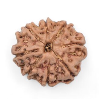 8-Mukhi-Rudraksha-Nepal-39
