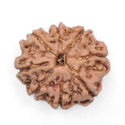 8-Mukhi-Rudraksha-Nepal-39