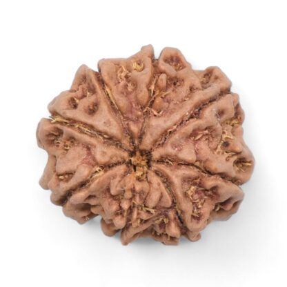 8-Mukhi-Rudraksha-Nepal-39-Back