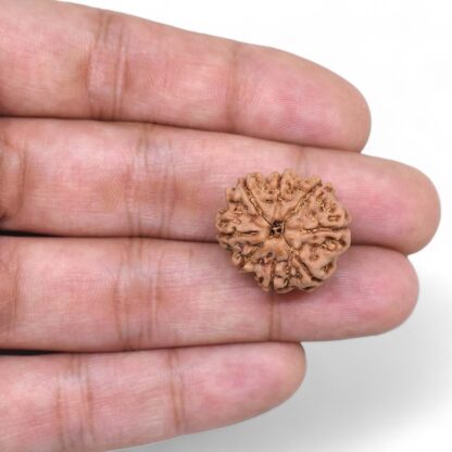 8-Mukhi-Rudraksha-Nepal-39-Hand