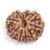 10-Mukhi-Rudraksha-Nepal-26