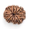 10-Mukhi-Rudraksha-Nepal-26-Back