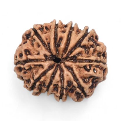 10-Mukhi-Rudraksha-Nepal-26-Back