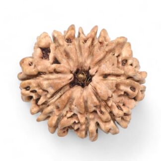 10-Mukhi-Rudraksha-Nepal-27