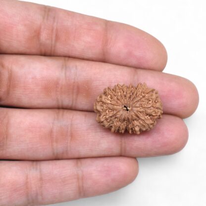 14-Mukhi-Rudraksha-Nepal-58-Hand