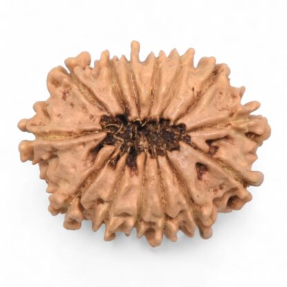 14-Mukhi-Rudraksha-Nepal-65-Back