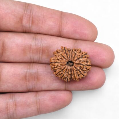 14 Mukhi Rudraksha Nepal<br>Original Lab Certified<br><b>Size - 25.30mm</b><br><b>Weight - 3.01gms</b> - Image 3