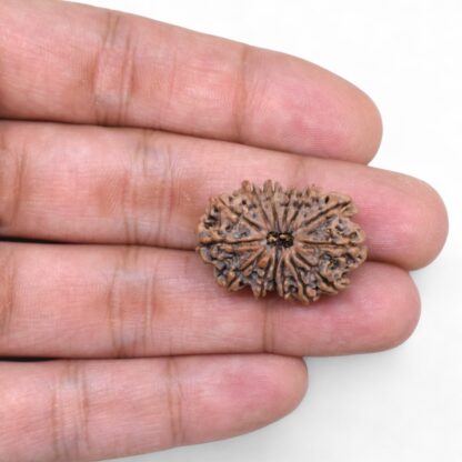 14-Mukhi-Rudraksha-Nepal-80-Hand