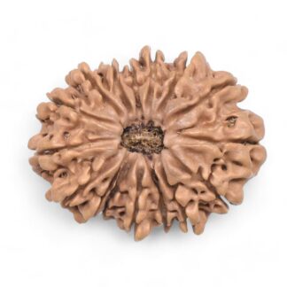 16 Mukhi Rudraksha