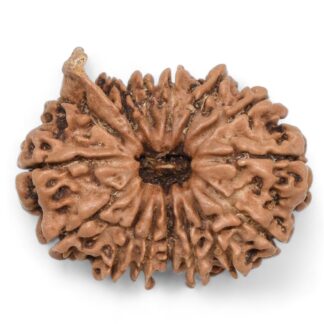 Ganesha Rudraksha
