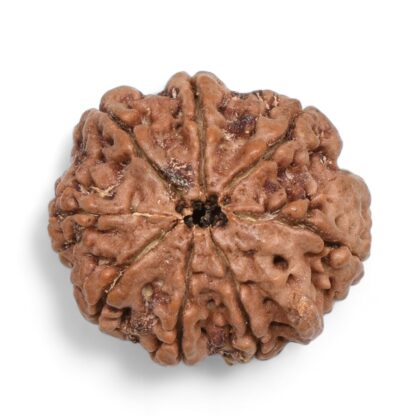 Ganesha-Rudraksha-Nepal-2-Back