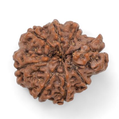 Ganesha-Rudraksha-Nepal-4-Back