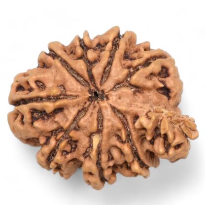 Ganesha-Rudraksha-Nepal-9-Back