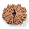 12-Mukhi-Rudraksha-Nepal-27