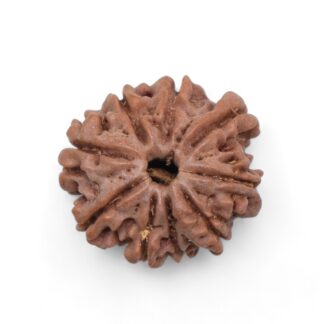 9-Mukhi-Rudraksha-Nepal-42