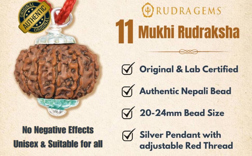 11 Mukhi Rudraksha