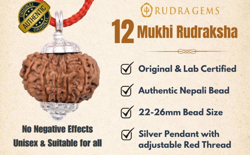 12 Mukhi Rudraksha