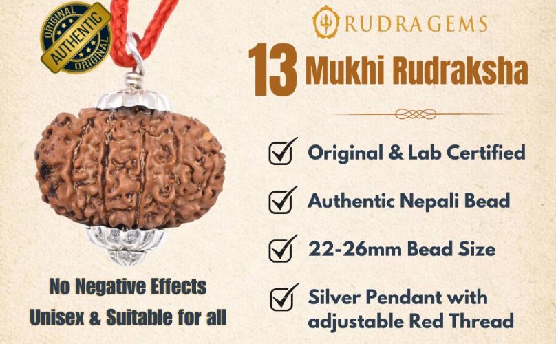 13 Mukhi Rudraksha