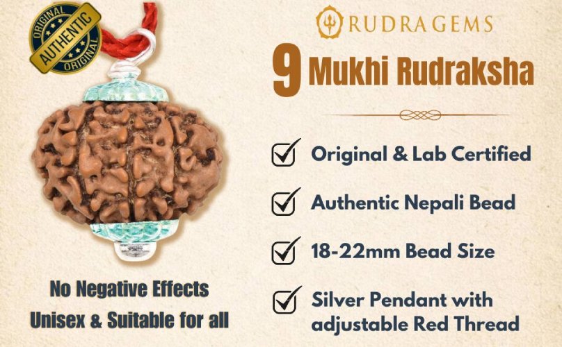 9 Mukhi Rudraksha